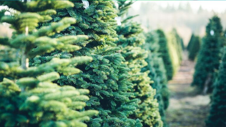 rows of christmas trees