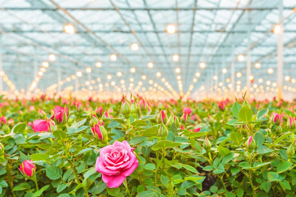 Elevating Your Customer Experience: A Guide for Flower Shippers
