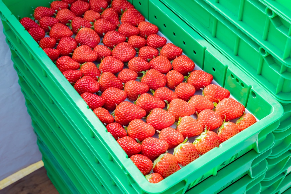 Fresh strawberries in a green crate for produce shipping and logistics