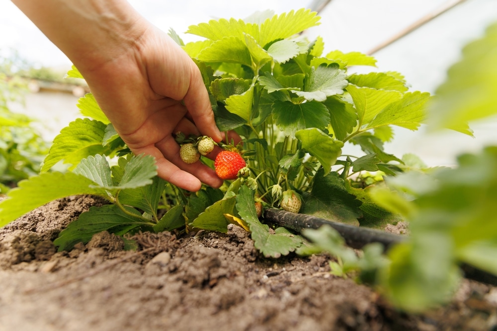 Worker inspecting fresh strawberries for quality before shipping